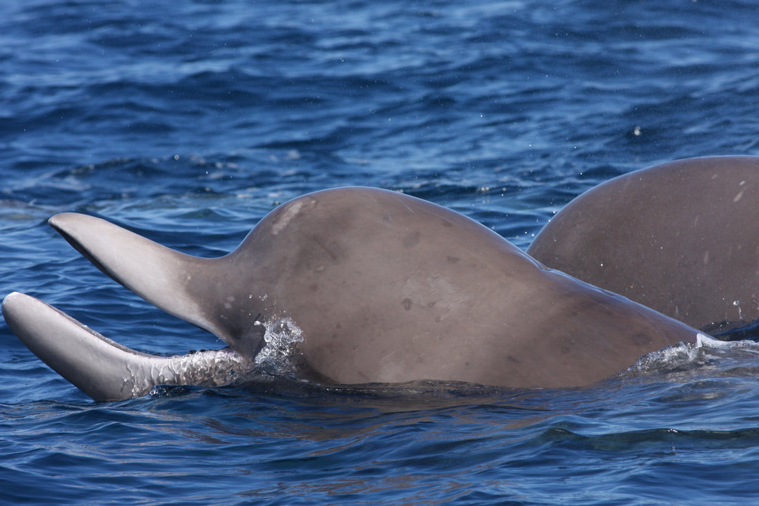Northern Bottlenose Whales - Hal Whitehead's Research Group